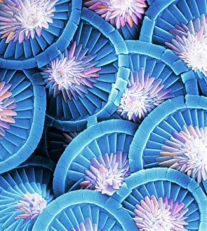 Algal Gallery: Acanthoica acanthifera, coccosphere