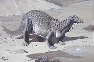 Dinosauromorpha Gallery: Acanthopholis
