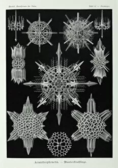 Images Dated 29th January 2009: Acanthophracta, radiolarians