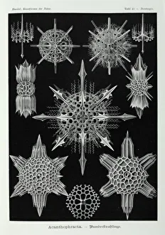 Rhizaria Collection: Acanthophracta, radiolarians