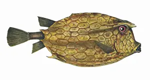 Ostracion Prints: Acanthostracion quadricornis, or Four-Horned Trunkfish