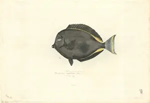 Cheeked Prints: Acanthurus nigricans, gold rim tang