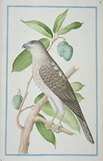 Accipiter Gallery: Accipiter badius, shikra