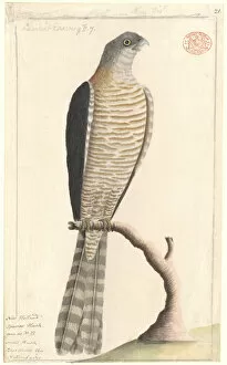 Accipitriformes Collection: Accipiter cirrocephalus, collared sparrowhawk