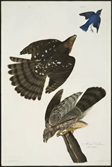 Accipitriformes Collection: Accipiter cooperii, Coopers hawk