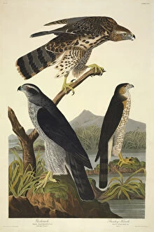 Accipitriformes Collection: Accipiter gentilis, northern goshawk, Accipiter cooperii, Co