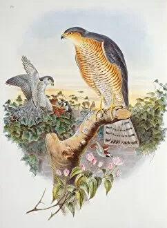 Accipitriformes Collection: Accipiter nisus, Eurasian sparrow hawk