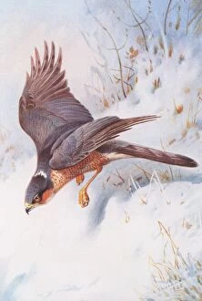 Accipiter Gallery: Accipiter nisus, Eurasian sparrowhawk