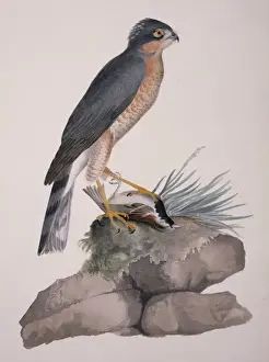 Accipiter nisus, Eurasian sparrowhawk