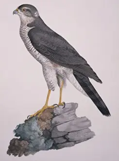 Accipiter nisus, Eurasian sparrowhawk
