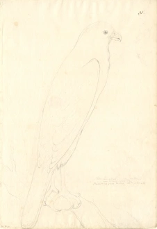 Accipiter Gallery: Accipiter novaehollandiae, variable goshawk