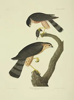 Hunting Collection: Accipiter striatus, sharp-shinned hawk
