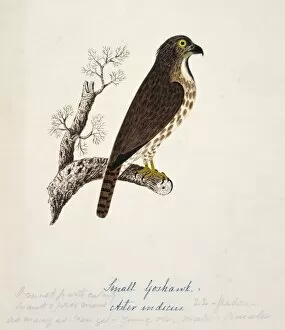 Accipiter Gallery: Accipiter trivirgatus, crested goshawk