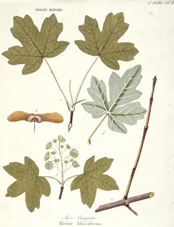 Sapindales Prints: Acer campestre, field maple