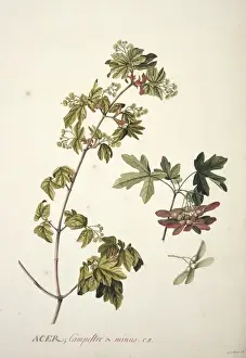 Ehret Prints: Acer campestre L. field or Engliah maple