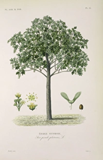 Acer Pseudoplatanus Gallery: Acer pseudoplatanus, sycamore or great maple