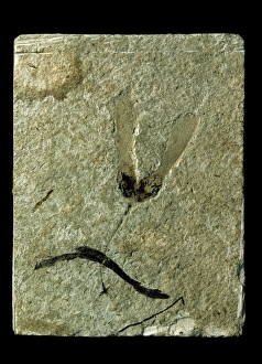 Tertiary Period Gallery: Acer trilobatum, miocene maple seeds