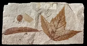 Miocene Gallery: Acer trilobatum, sycamore or maple leaf