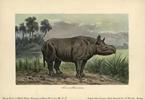 Rhinoceros Prints: Aceratherium, extinct genus of rhinoceros