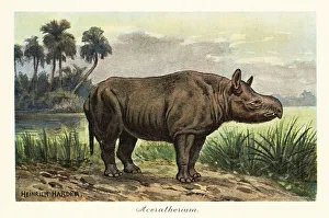 Rhinoceros Prints: Aceratherium, extinct genus of rhinoceros, Miocene