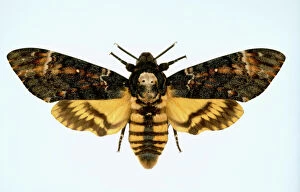 Arthropod Gallery: Acherontia atropos, death s-head hawk-moth