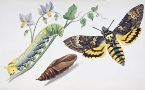 Hawk Moth Prints: Acherontia atropos, deaths head hawkmoth