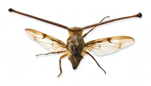 Antennae Gallery: Achias rothschildi