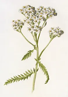 Achillea Millefolium