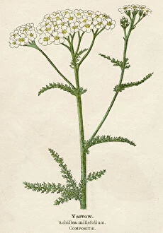 Achillea Collection: Achillea Millefolium