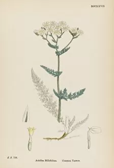 Achillea Collection: Achillea Millefolium
