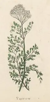 Achillea Millefolium
