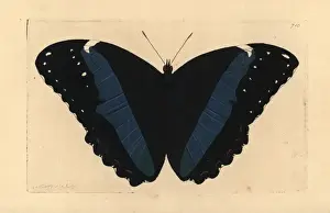 Achilles morpho butterfly variety, Morpho achilles var