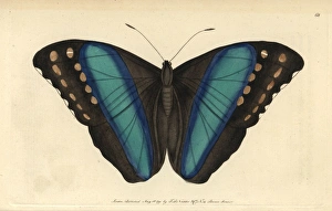 Achilles Gallery: Achilles morpho or great blue-banded butterfly