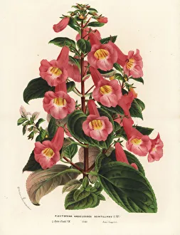 Shining Collection: Achimenantha naegelioides, shining variety