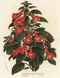 Achimenantha x naegelioides cultivar