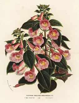 Achimenantha x naegelioides, pink and gold cultivar