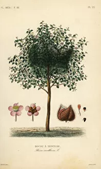 Medicale Collection: Achiote or lipstick tree, Bixa orellana