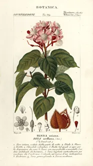 Achiote or lipstick tree, Bixa orellana