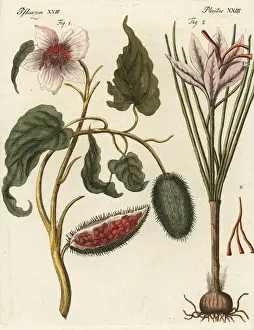 Achiote and saffron crocus