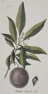 Ericales Prints: Achras zapota, chicle tree