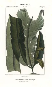 Acid Collection: Acid weed or mermaids hair, Desmarestia dresnayi
