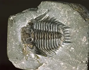 Sedimentary Prints: Acidaspis coronata, spiny trilobite