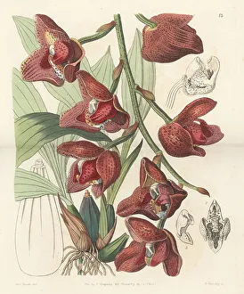 Ecuador Prints: Acineta superba orchid
