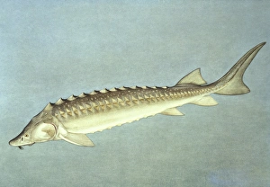 Acipenser Gallery: Acipenser gueldenstaedtii, Russian sturgeon