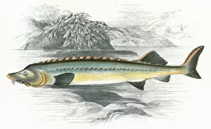 Acipenser Gallery: Acipenser Huso, or Beluga sturgeon