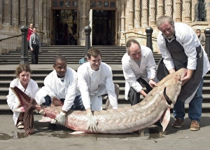 Acipenser Gallery: Acipenser sp. sturgeon