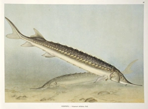 Acipenser Gallery: Acipenser stellatus, star sturgeon