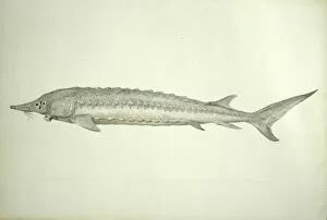 Acipenser Gallery: Acipenser sturio, common sturgeon