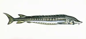 Acipenser sturio, or European sea sturgeon