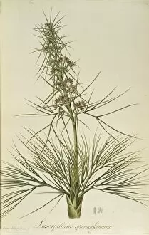 Apiaceae Gallery: Aciphylla squarrosa, speargrass